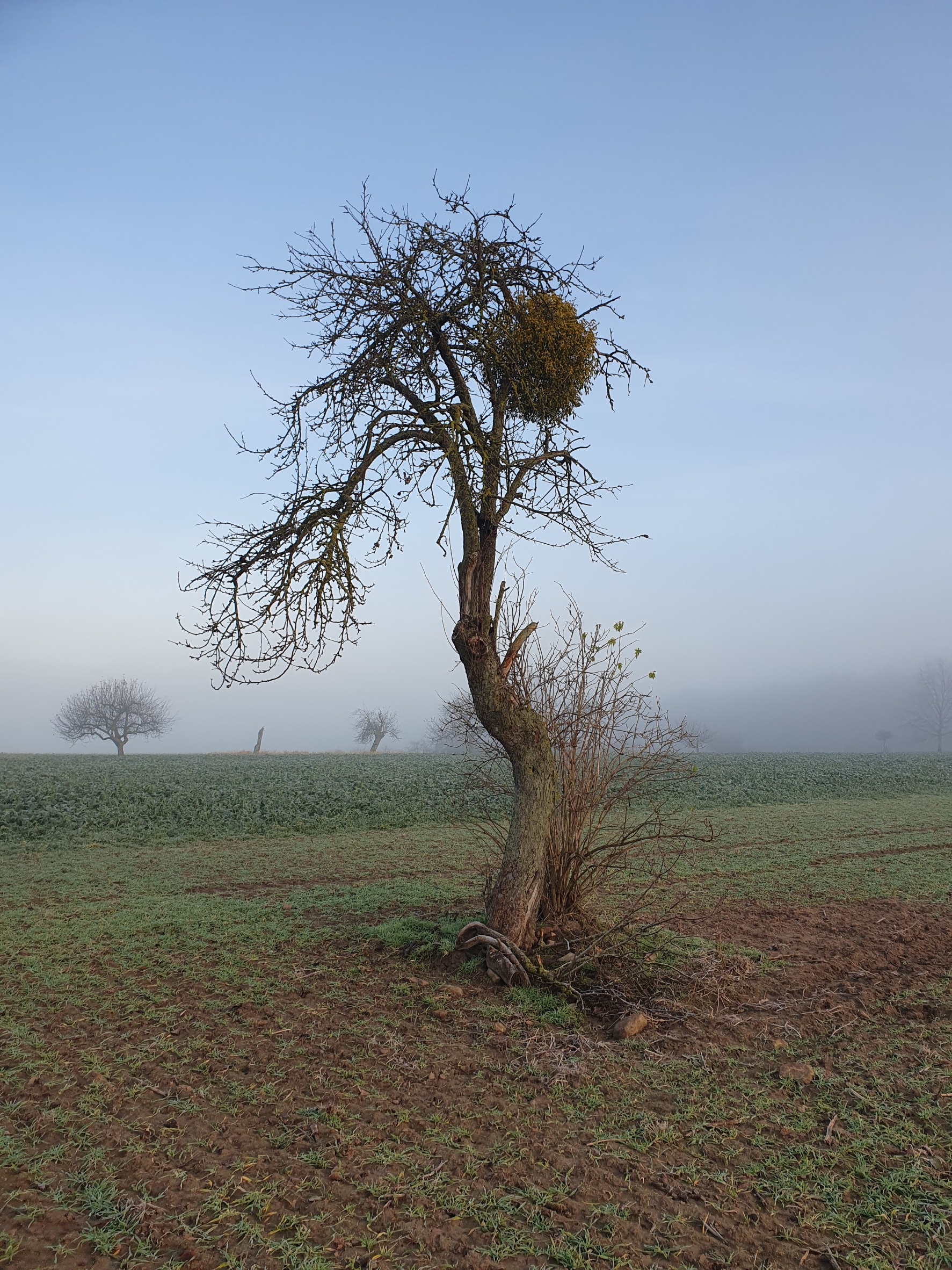 Einzelner Baum mit Mistel