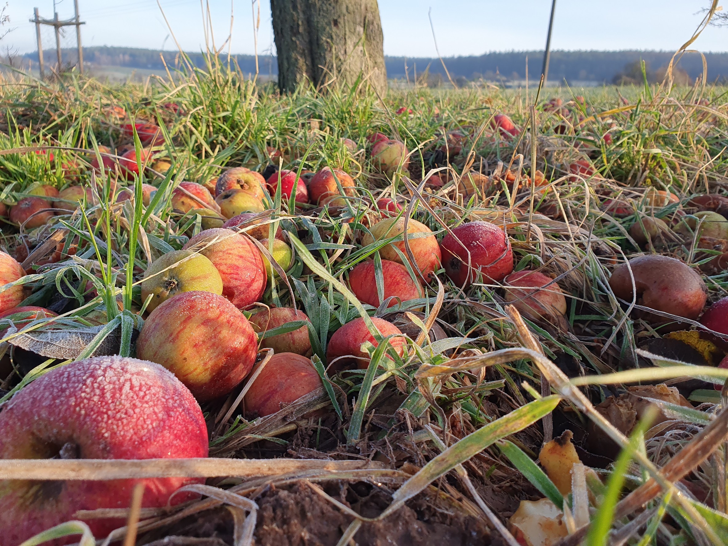 Gemeinsame Ernte und Pflege